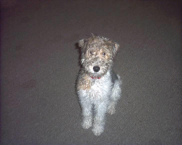 Ruhåret foxterrier tøsen billede 2