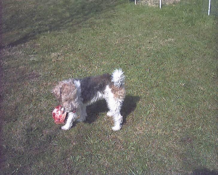Ruhåret foxterrier tøsen - mit første kødben billede 3