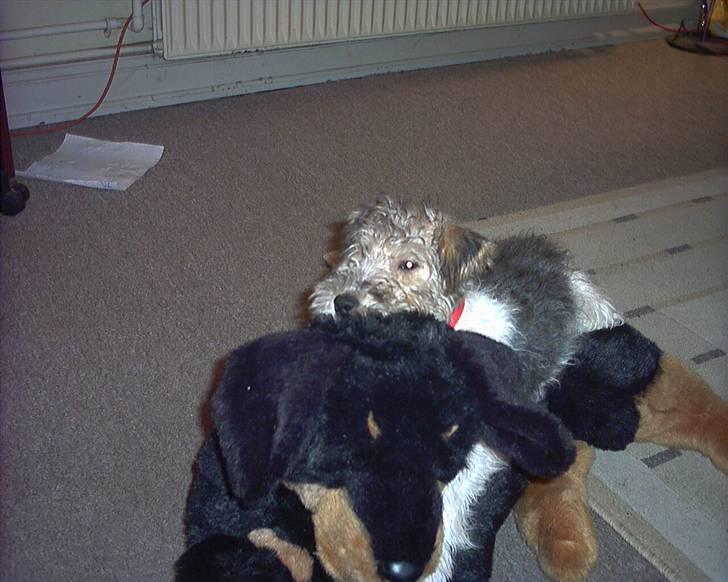 Ruhåret foxterrier tøsen - min elskede legetøjhund billede 4
