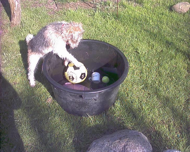 Ruhåret foxterrier tøsen - dejlig dag med vand i haven billede 6