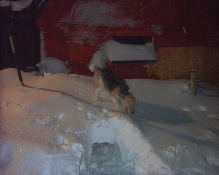 Ruhåret foxterrier tøsen - jubi sne billede 7