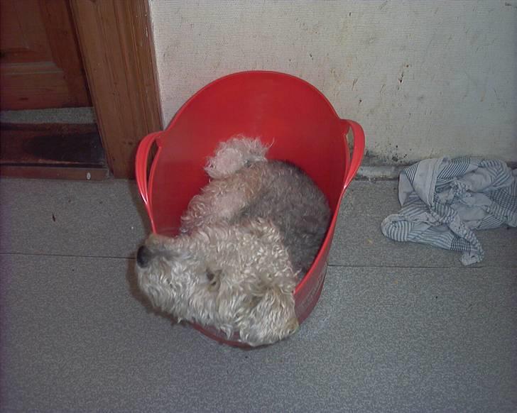 Ruhåret foxterrier tøsen - sover næsten billede 8