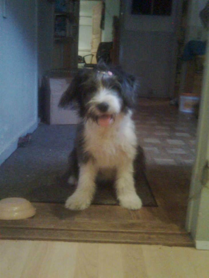 Blanding af racer Daisy - Med et lille hårspænde (: billede 1