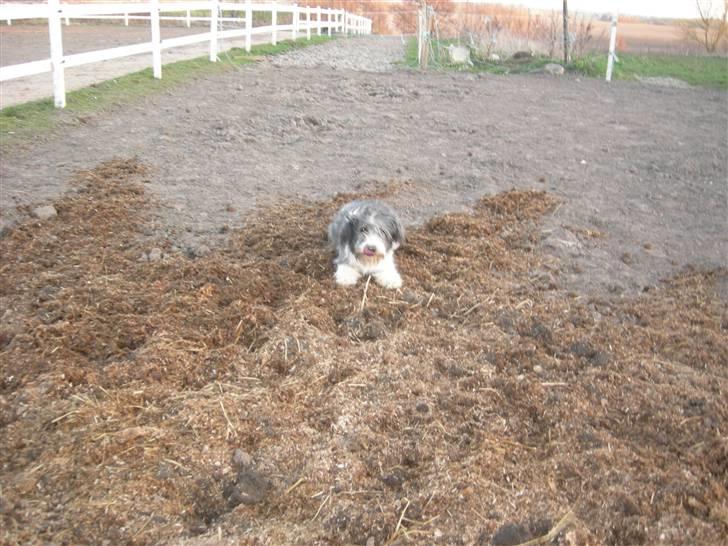 Blanding af racer Daisy billede 2