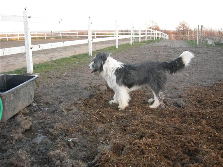 Blanding af racer Daisy billede 3