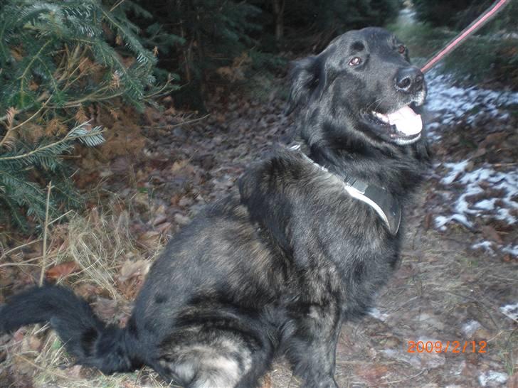 Blanding af racer bamse billede 16