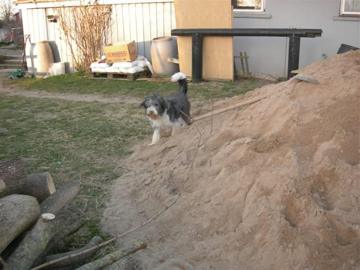 Blanding af racer Daisy billede 4