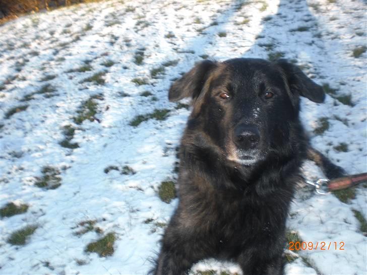 Blanding af racer bamse billede 17