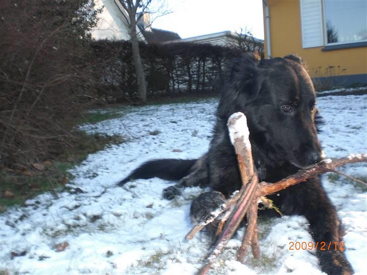 Blanding af racer bamse billede 18