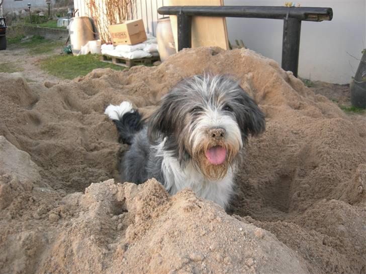 Blanding af racer Daisy - HEEEJ! billede 5