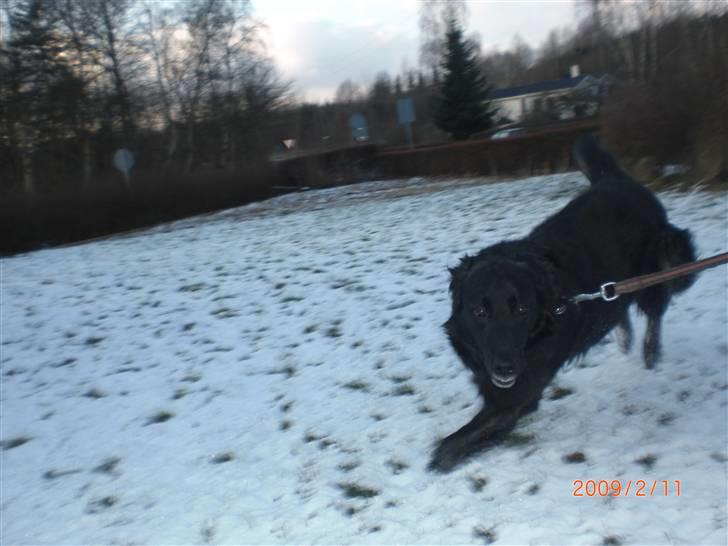 Blanding af racer bamse - sne er noget af det bedste jeg ved:) billede 19