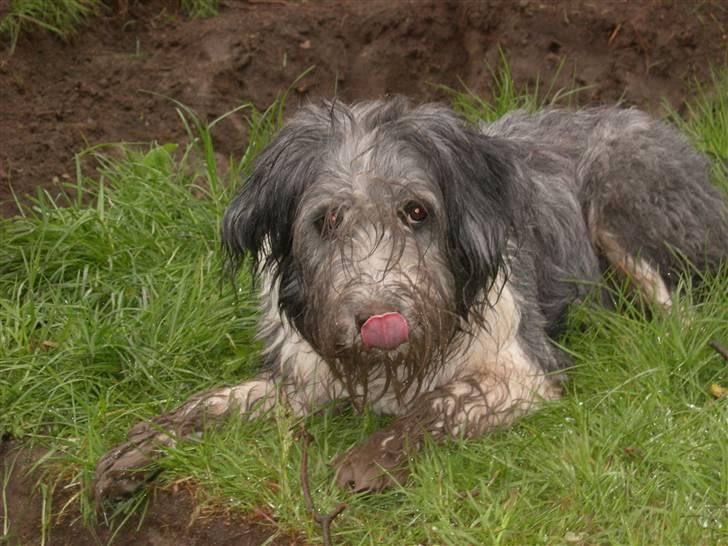 Blanding af racer Daisy - Mit navn er Daisy og jeg eeelsker at være klam og ulækker! En rigtig DAME!!! :D billede 6