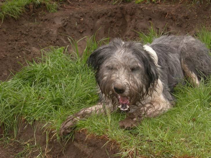 Blanding af racer Daisy - whats up maiiiin!? billede 7