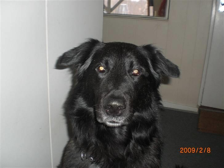 Blanding af racer bamse billede 20