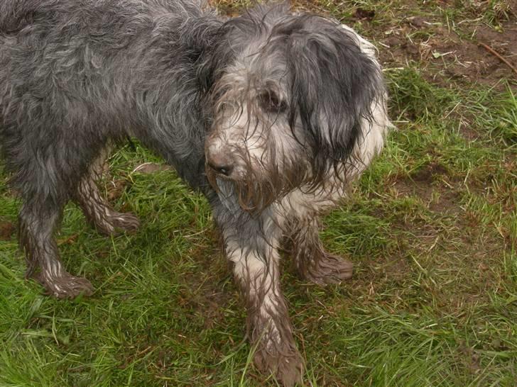 Blanding af racer Daisy - mig klam? - neeeeeej (: billede 8