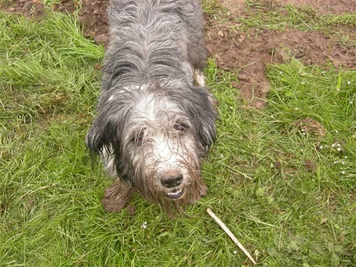 Blanding af racer Daisy billede 9