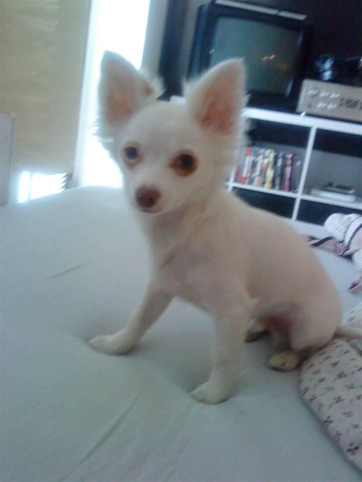 Chihuahua Rico Luigi Don Luciano billede 3
