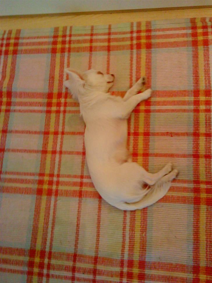 Chihuahua Rico Luigi Don Luciano billede 4