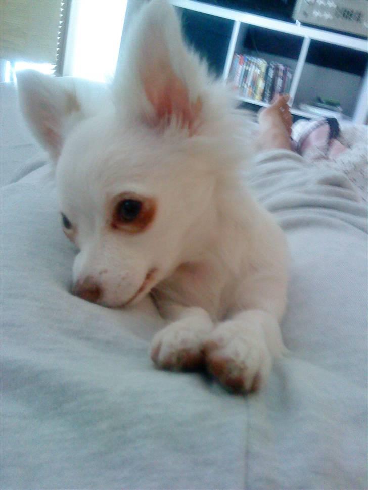 Chihuahua Rico Luigi Don Luciano billede 1