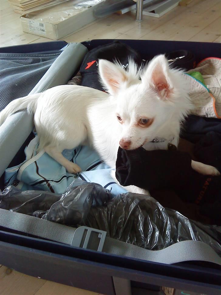 Chihuahua Rico Luigi Don Luciano billede 5