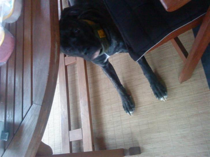 Blanding af racer Mallie  billede 14