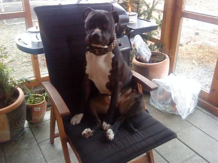 Amerikansk staffordshire terrier Zeus R.I.P 05-08-09 billede 17