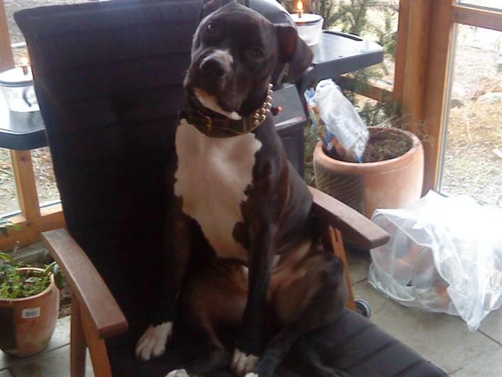 Amerikansk staffordshire terrier Zeus R.I.P 05-08-09 billede 18