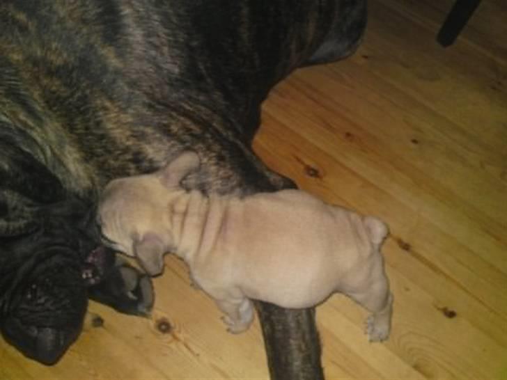 Fransk bulldog Jack billede 6