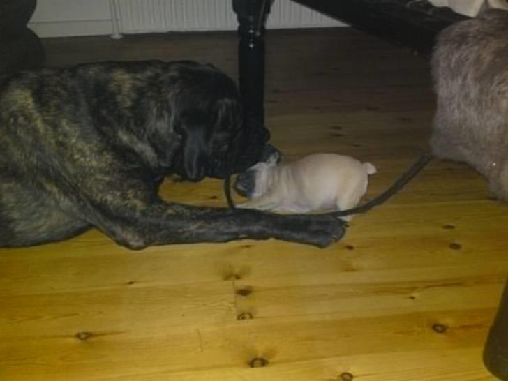 Fransk bulldog Jack billede 7