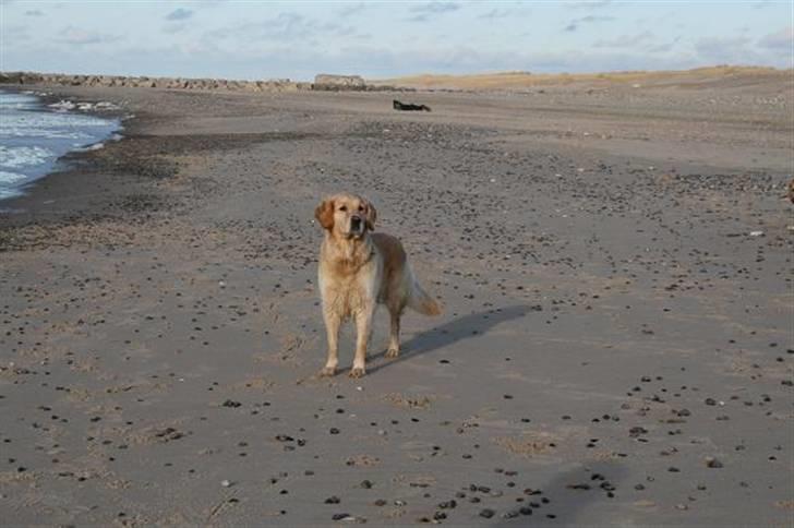 Golden retriever cocco billede 1