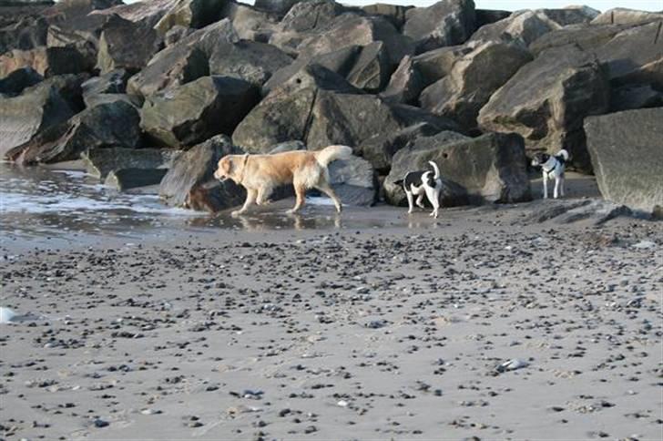 Golden retriever cocco billede 2