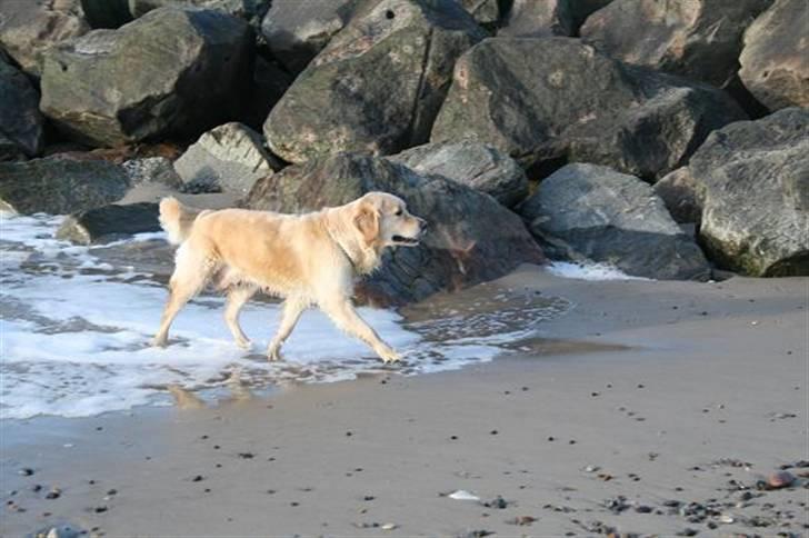 Golden retriever cocco billede 3