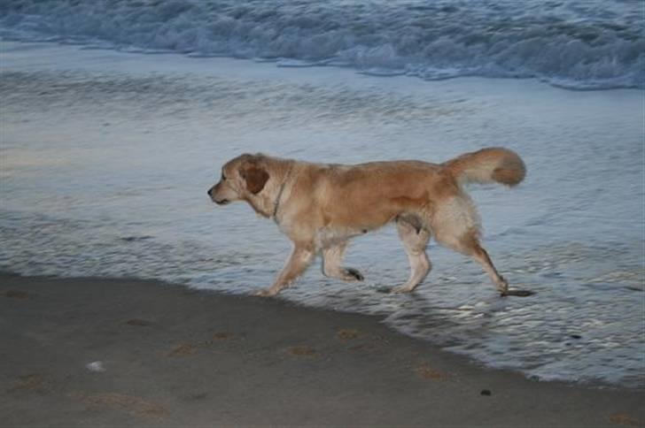 Golden retriever cocco billede 4