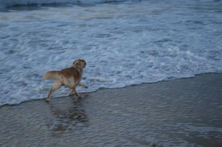 Golden retriever cocco billede 5