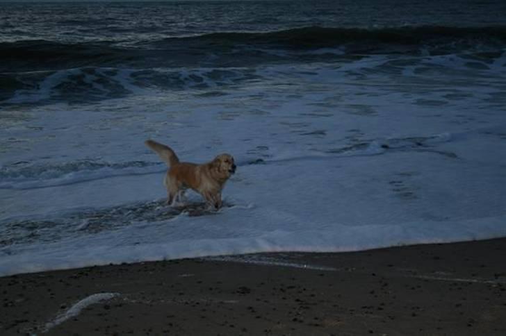 Golden retriever cocco billede 6