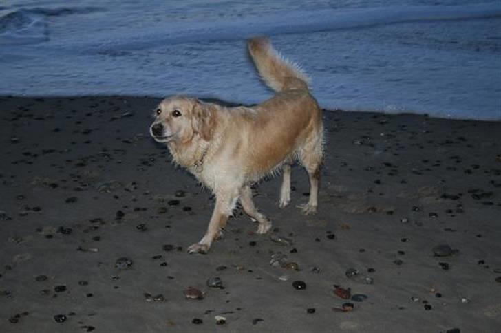 Golden retriever cocco billede 7