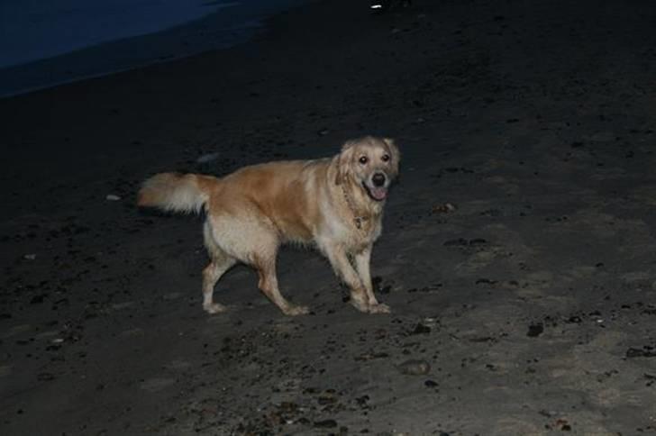 Golden retriever cocco billede 8