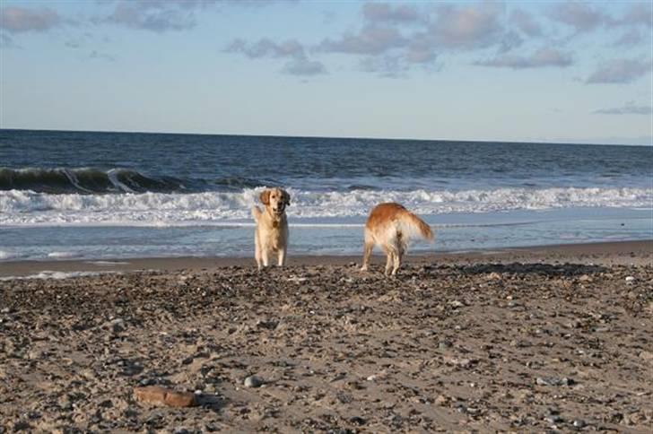 Golden retriever cocco billede 9