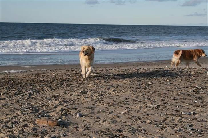 Golden retriever cocco billede 10