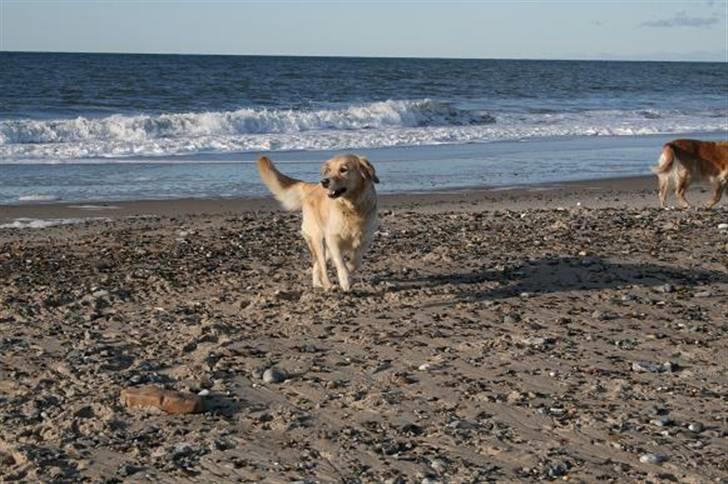 Golden retriever cocco billede 11