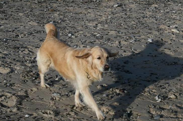 Golden retriever cocco billede 12