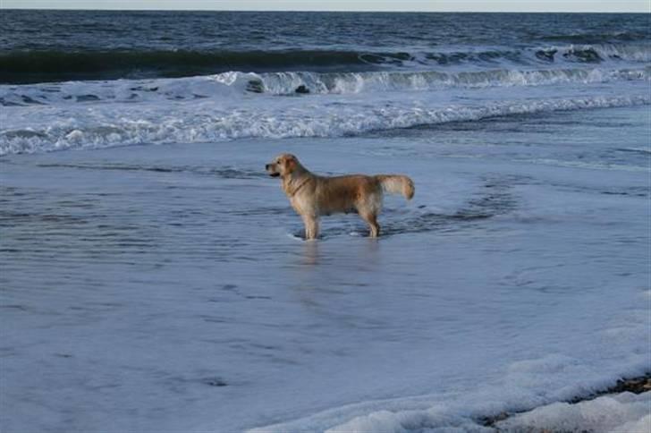 Golden retriever cocco billede 13