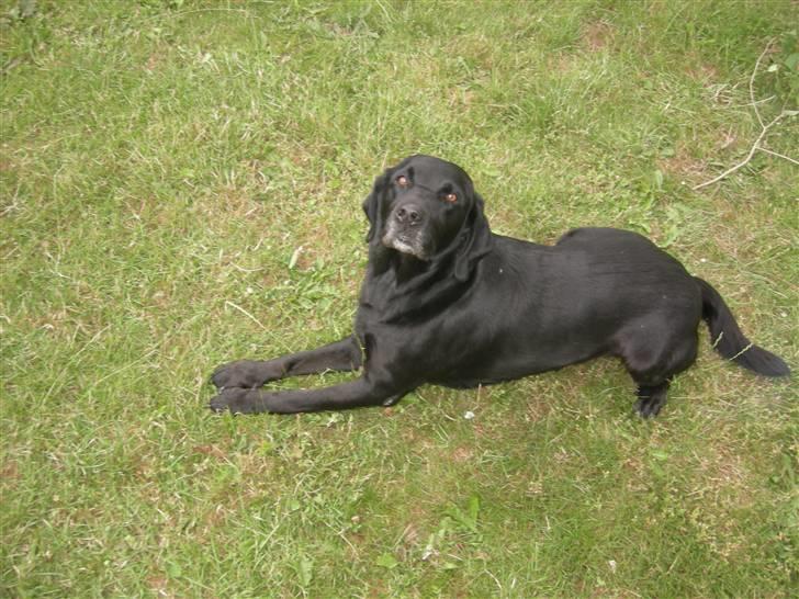 Blanding af racer Max - Er jeg ikke fin? billede 1