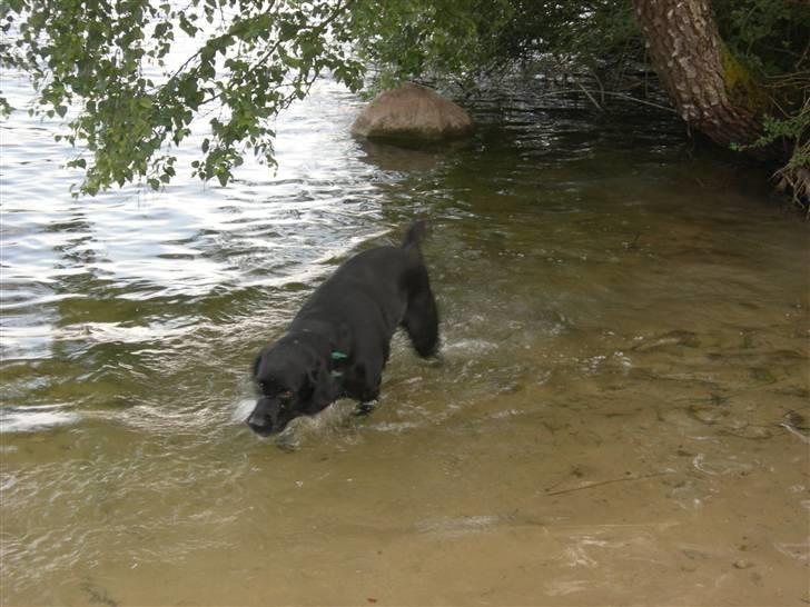 Blanding af racer Max - VAAAAND!  billede 2