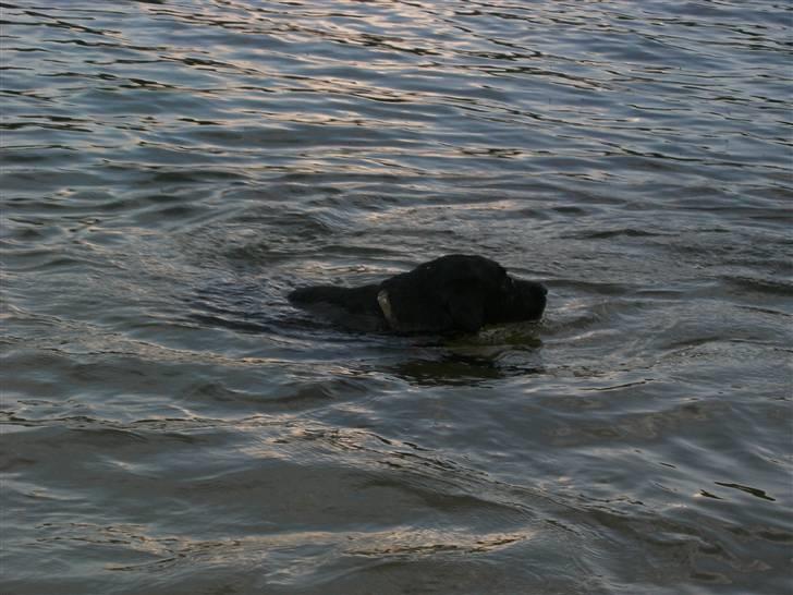 Blanding af racer Max - Lille svømmetur (: billede 3