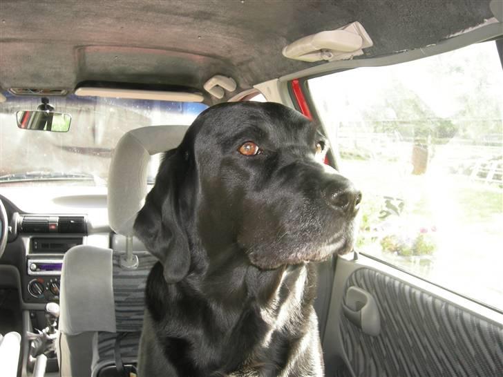 Blanding af racer Max - ´´Hmm. hvor kom den hvalp fra??´´ billede 4