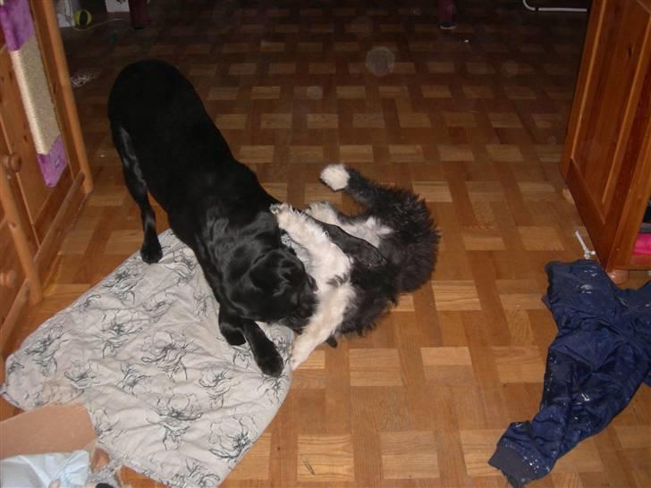 Blanding af racer Max - en lille leg i ny og næ skader vel ikke.. billede 5