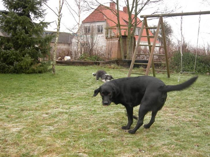 Blanding af racer Max - ´´Hov! hva var det?´´ billede 6