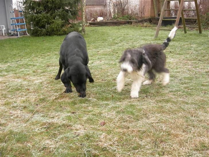 Blanding af racer Max - ´´hmm.. ? - skal vi grave her Daisy??´´ billede 7