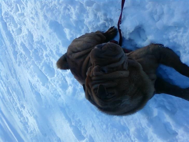 Shar pei Lajka  billede 8